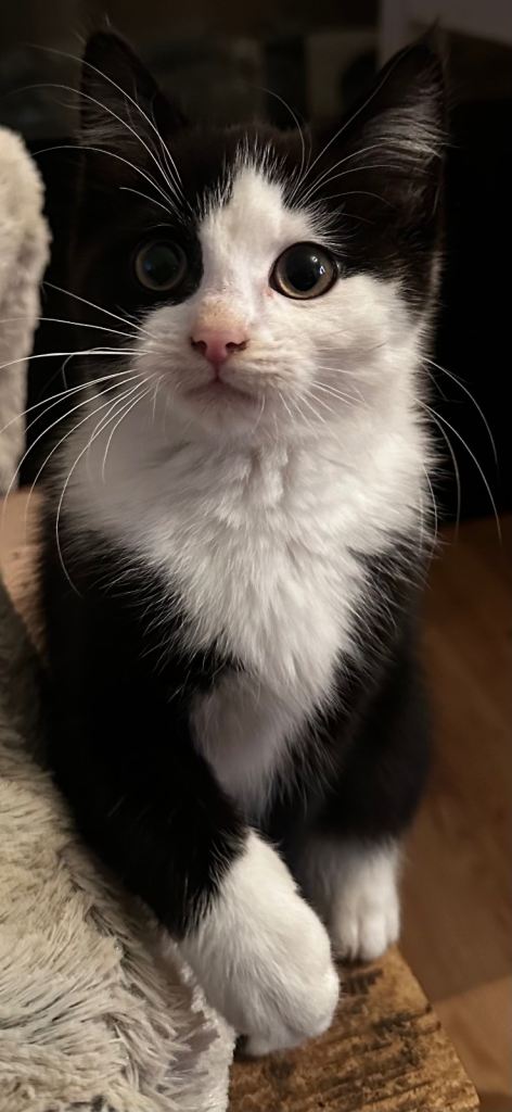 Ready Now - Russian Blue x Persian kittens