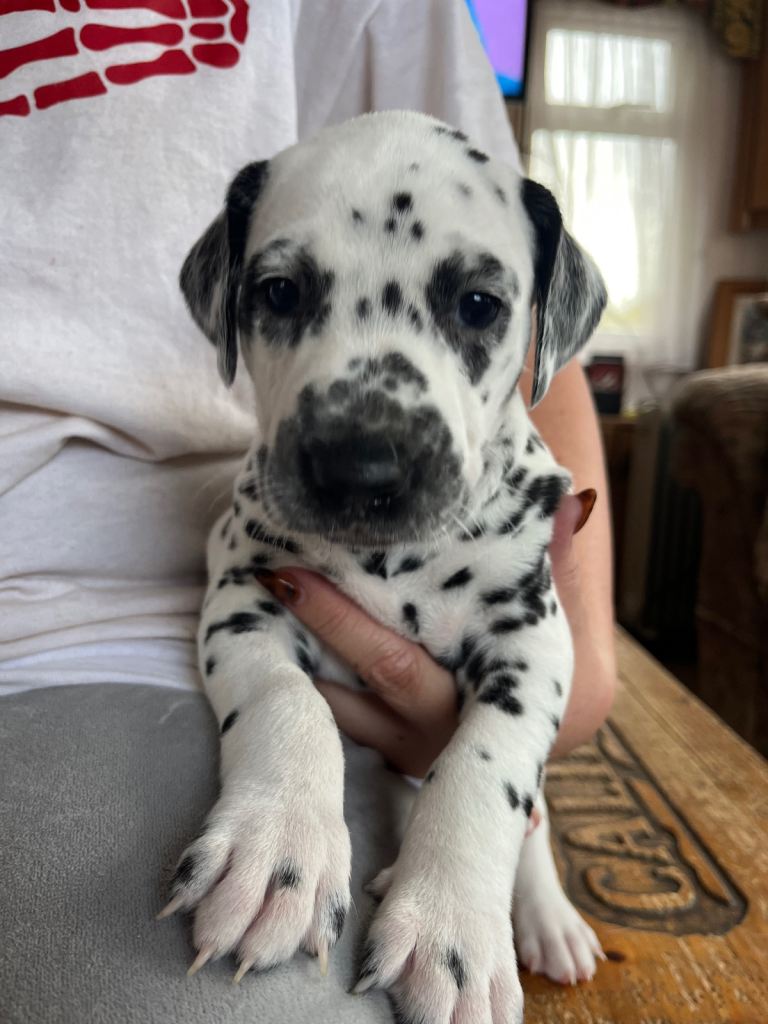 Stunning Dalmatian puppies KC reg show winners 
