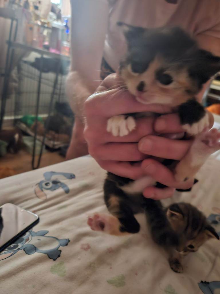 Kittens for rehoming 