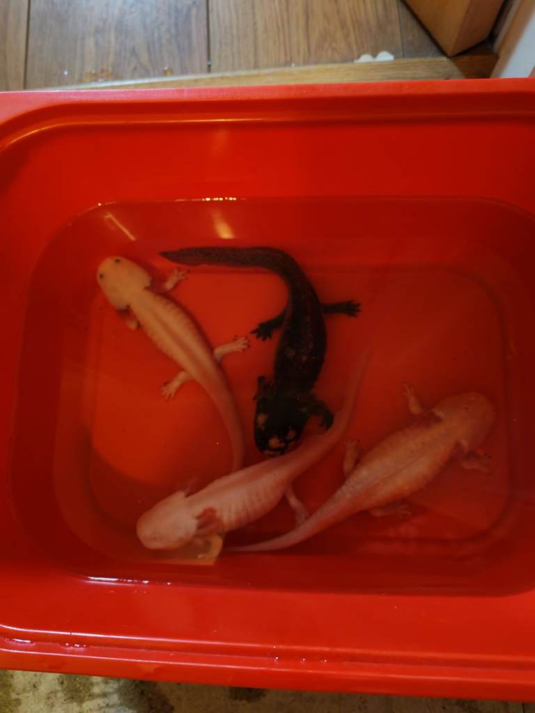 Oxolottles