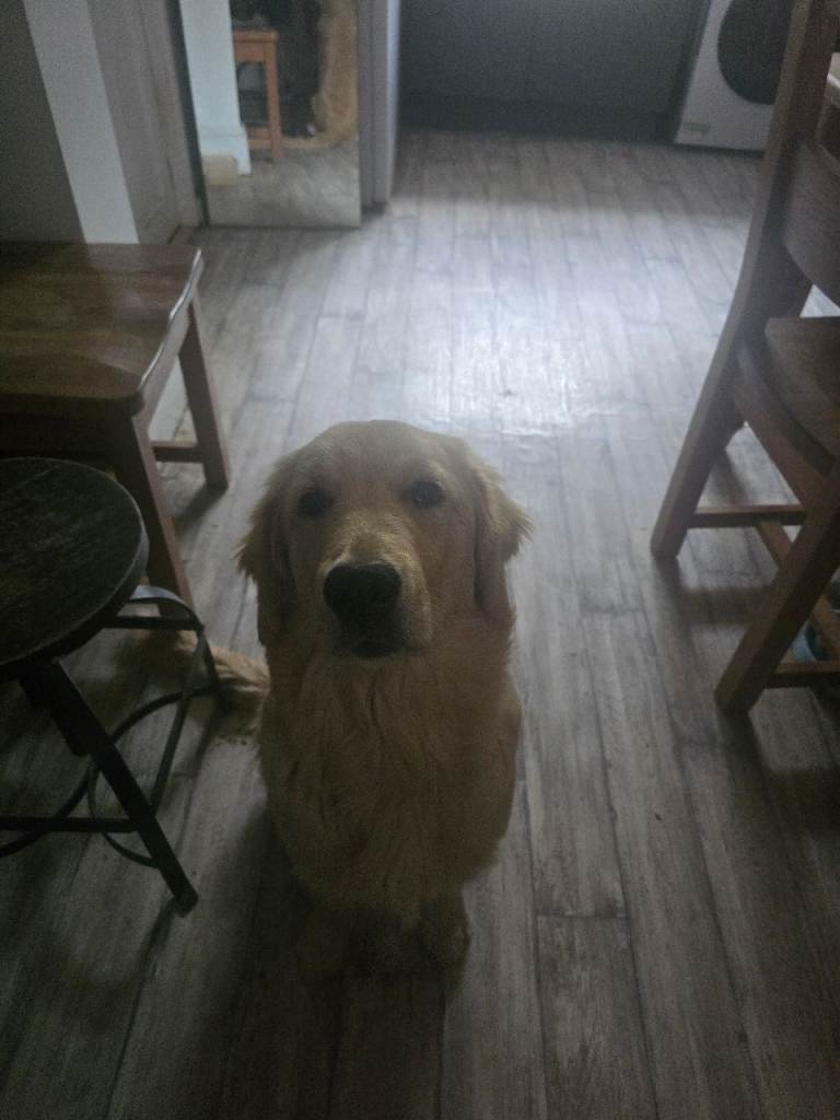 Male puppy Golden Retriever 
