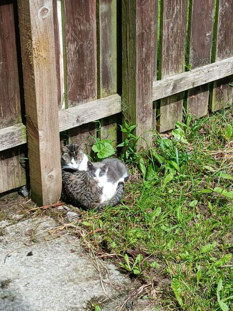 Kitten for sale