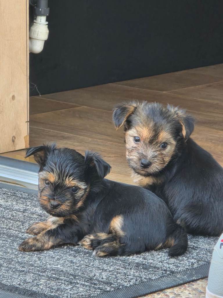 Yorkshire terrier