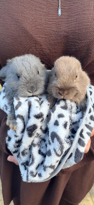 bunnies for sale, 2 for £85 