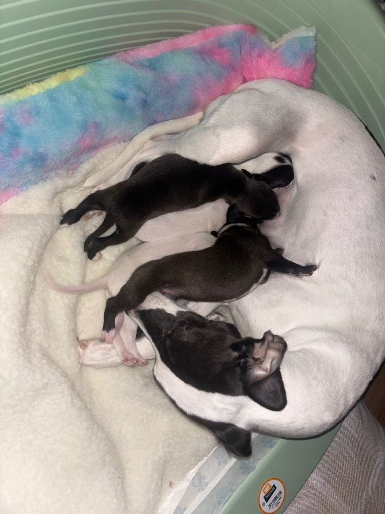 KC WHIPPET PUPS FOR SALE  - last girl available 