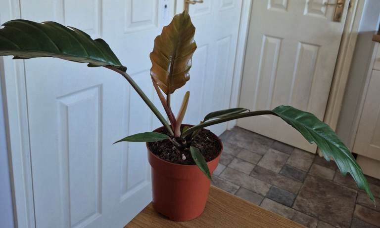 Philodendron Caramel Pluto Indoor Plant  