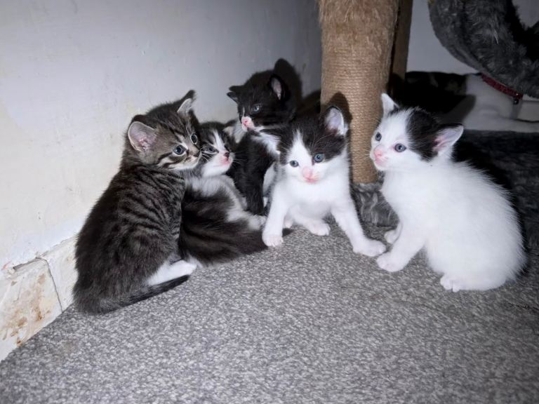 Kittens 