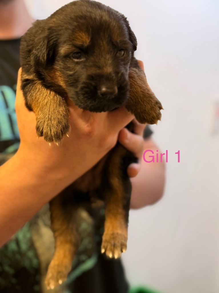 7 beautiful kennel Club registered German shepherd puppies 