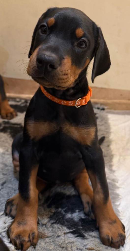10 week old doberman pup