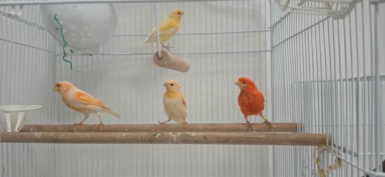 Quality Young Canaries for Sale