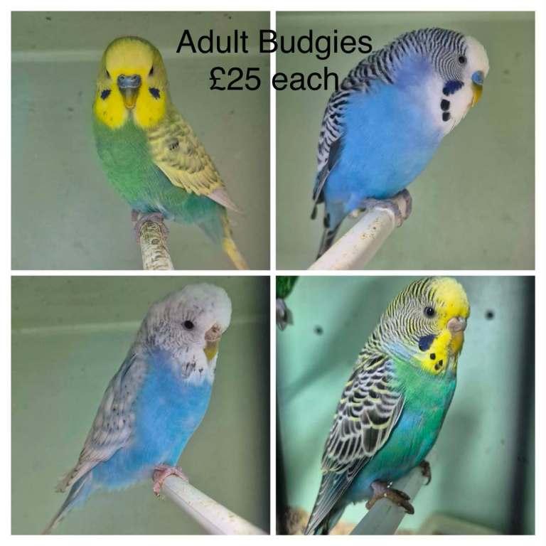 Budgies available 🐦