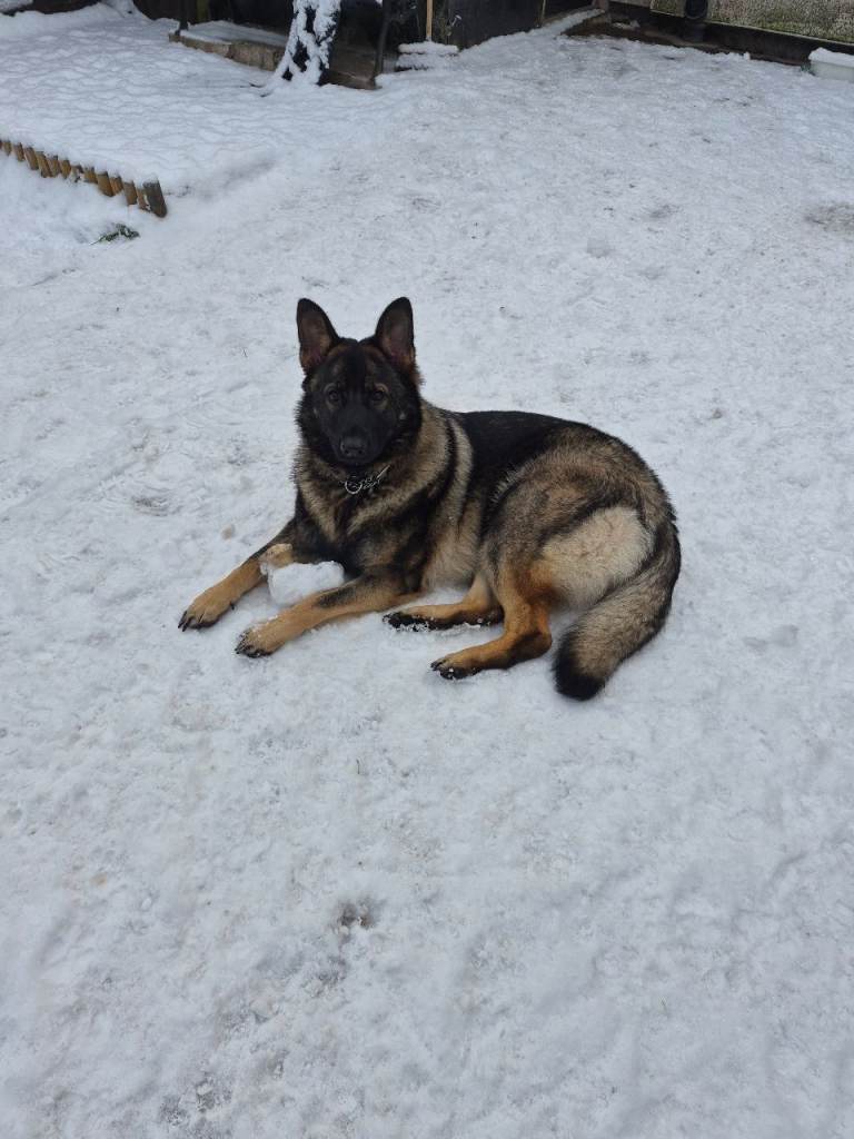Female German Shepherd 