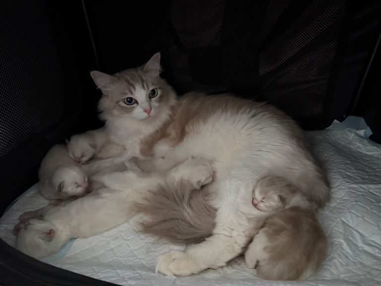 Ragdoll kittens