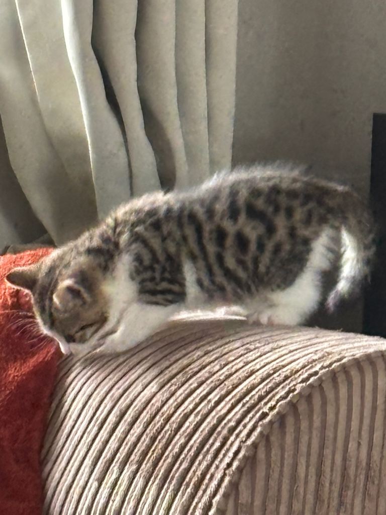 Tabby kitten 