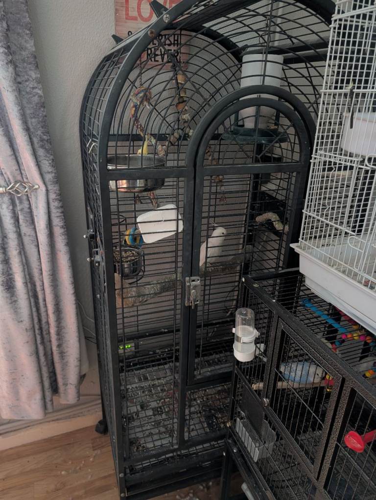 3 cockatiels and cage