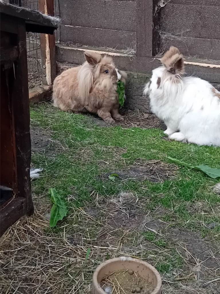 2 lion head rabbits free to good home 