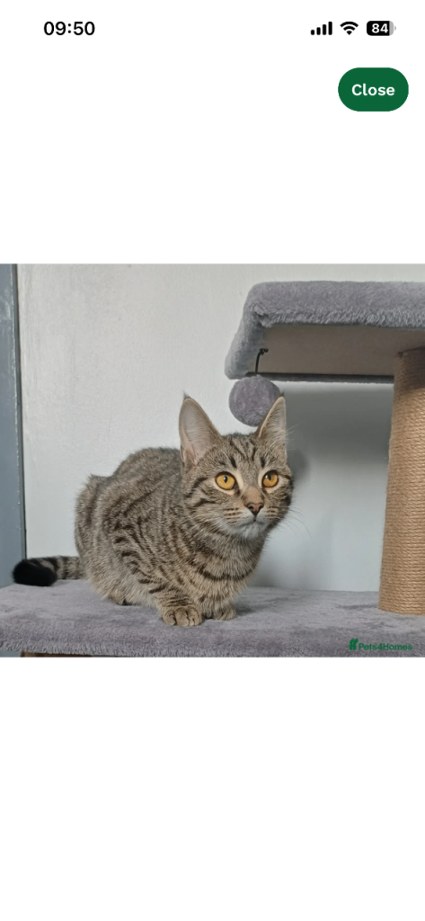 Female 7 months old cat called Bella 