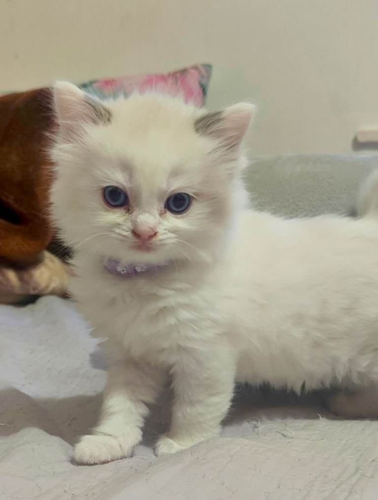 Sweet Purrs Await: Your Ragdoll Friend 