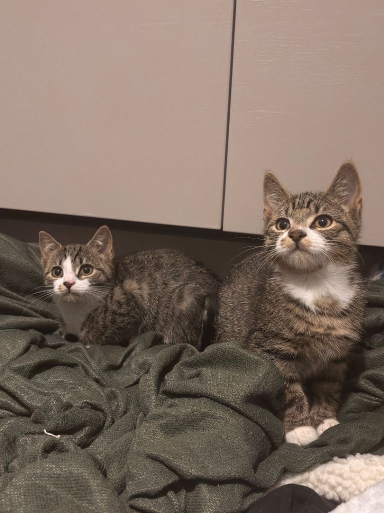 Kittens
