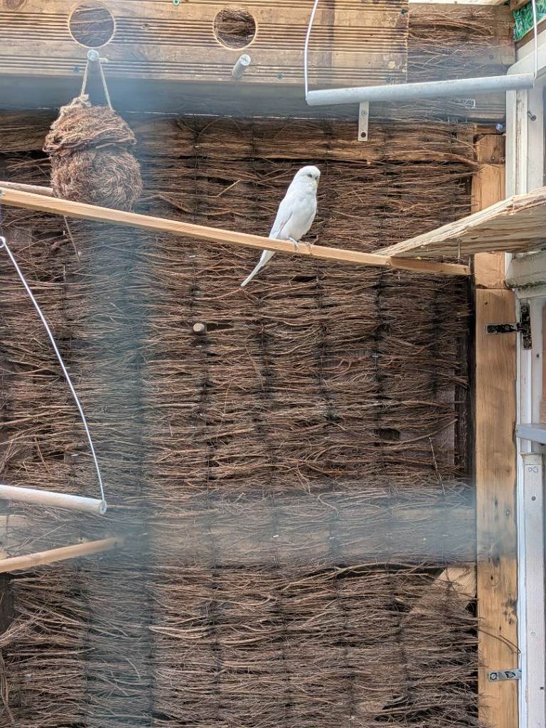 3 x budgie's approx 6 months old 
