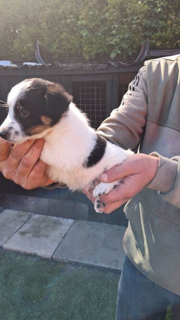 Jack Russell puppies looking for their homes