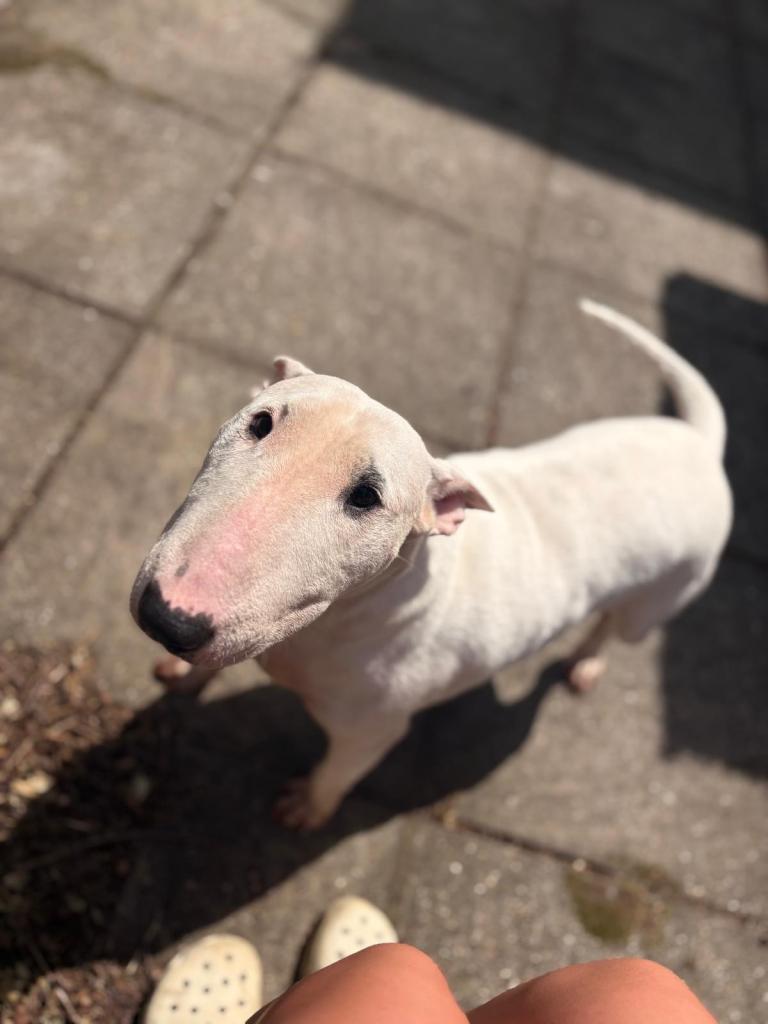 Beautiful English bullterrier girl