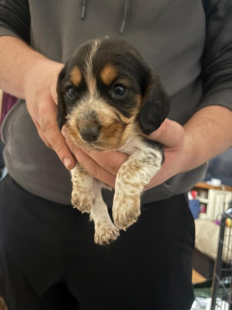 Beagle x cocker spaniel puppies