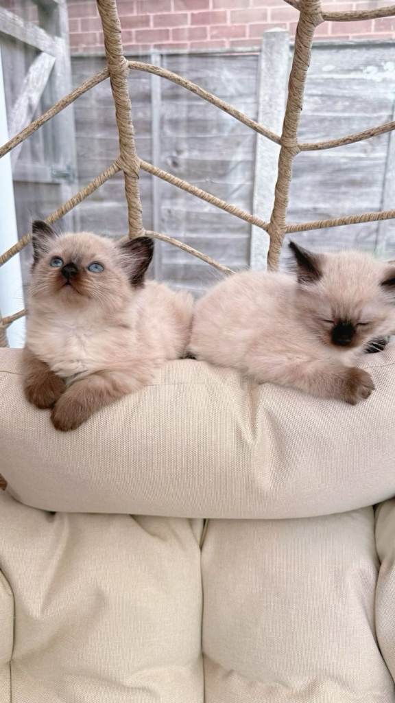 Ragdoll Kittens 2 Male For Sale 