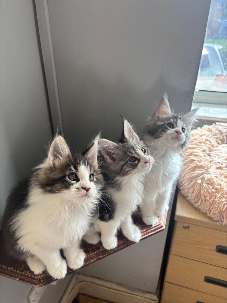 Maine coon kittens