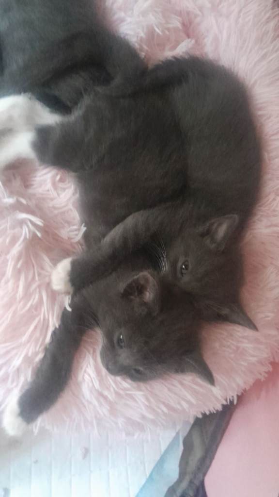 Kittens for sale 