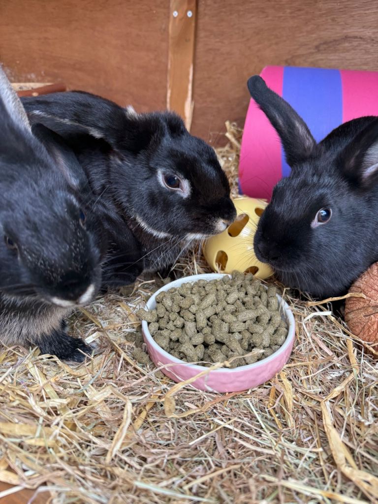 2 male bunnies Available 