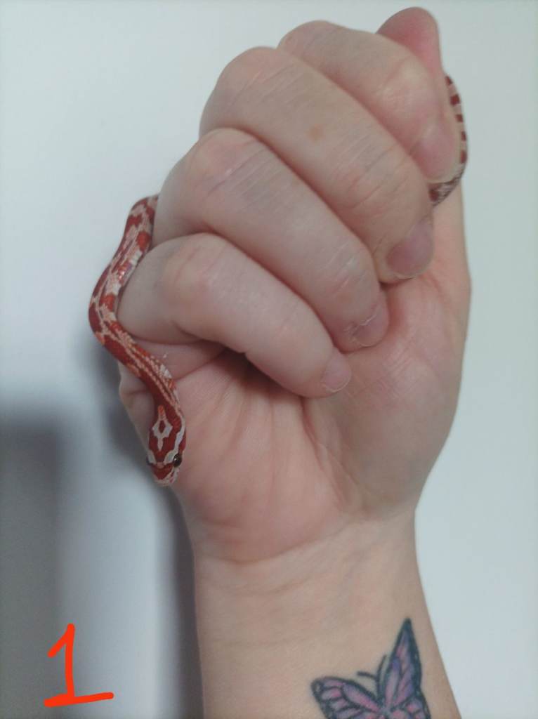 Baby corn snakes for sale 
