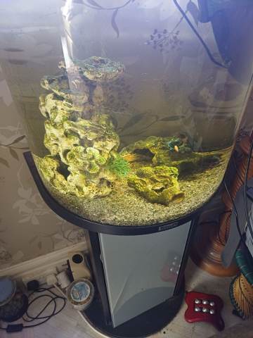 fish tank accessories gumtree Jexine 100 Pcs Rocks Glow Blue, Fish Tank Stones Gravel with 10 Pack Artificial Aquatic Plants Coral Reef Decorations for Aquariums : Pet Supplies GreenJoy Fish Tank Accessories Aquarium