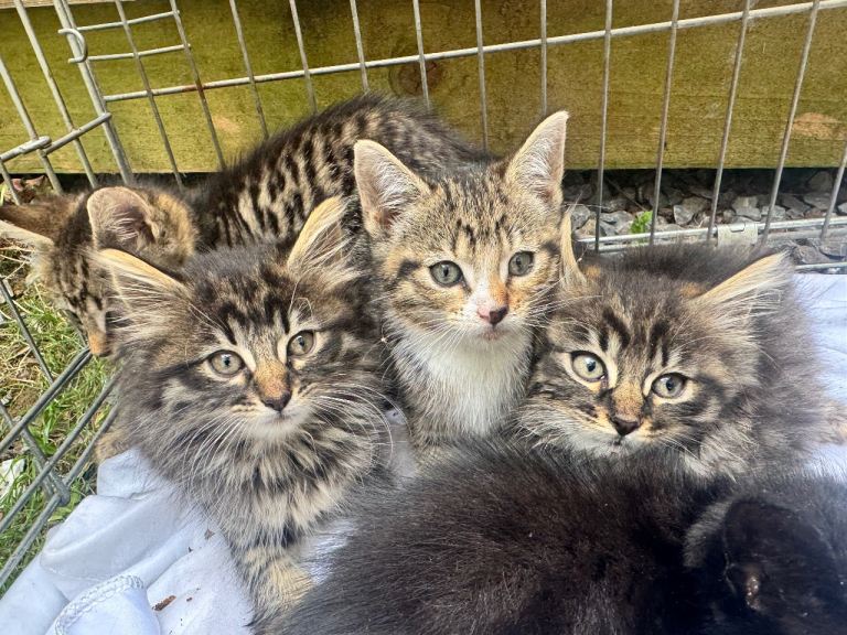 Beautiful kittens for sale ready now