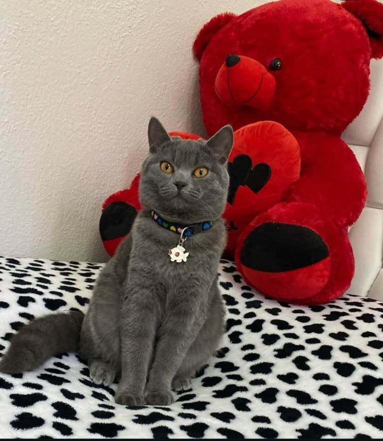 Stunning British Shorthair (6 Years Old) – Neutered & Microchipped