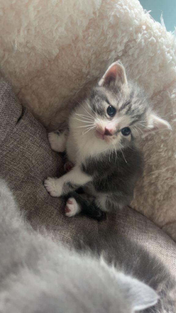  British shorthair kitten 
