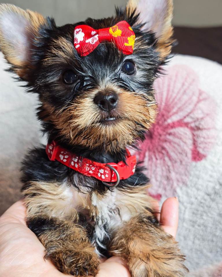 5 ⭐ pedigree Yorkies ❤️