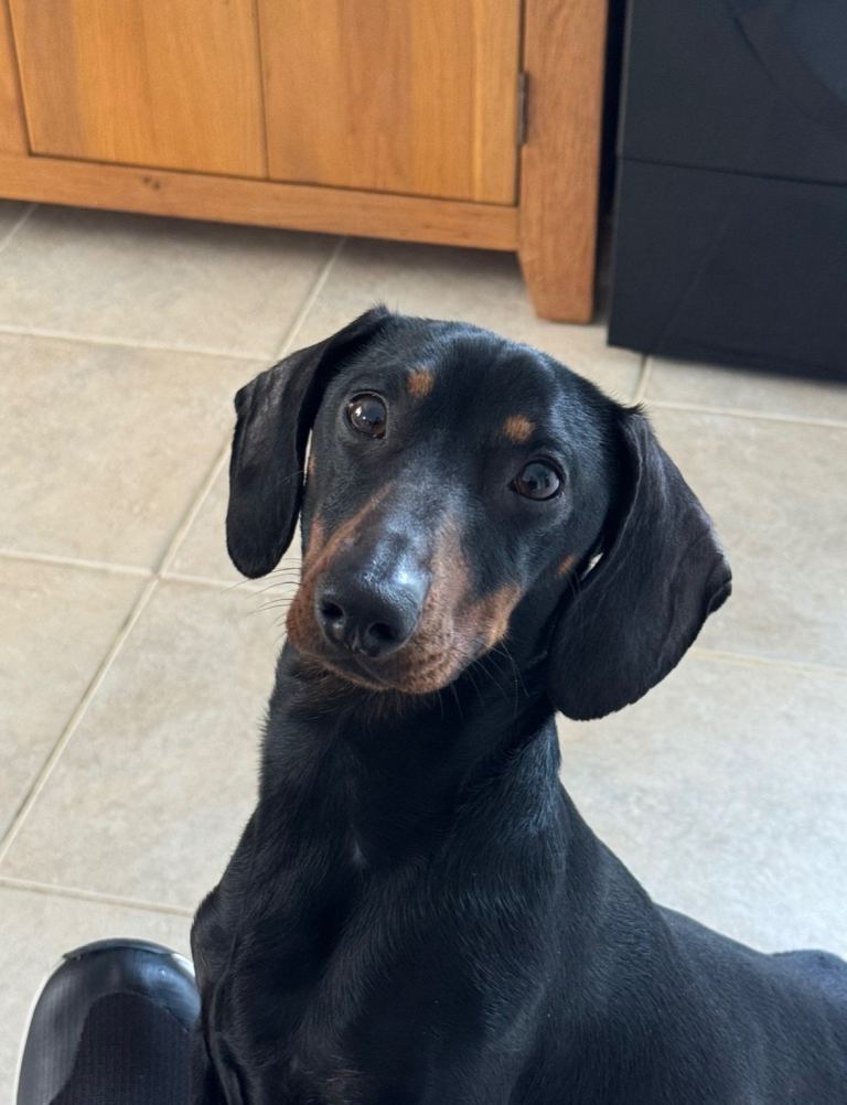 Miniature Dachshund - Male - black & tan 