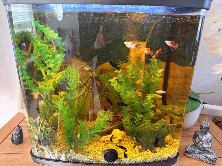 Aquarium tank and fish