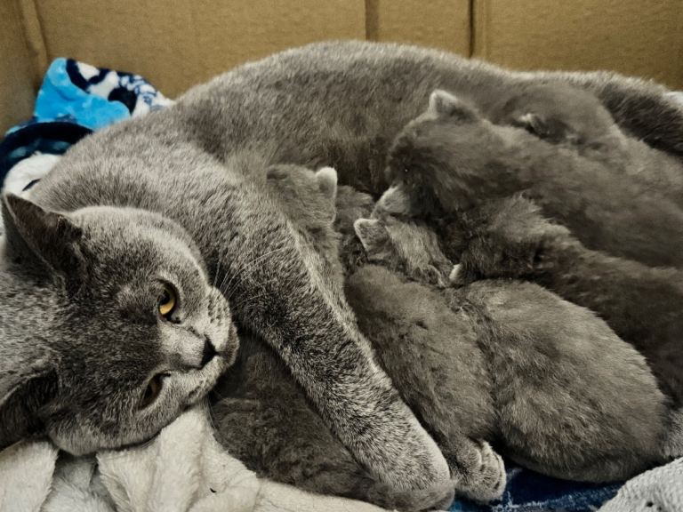 🐾 Adorable British Blue Kittens for Sale! 🐾