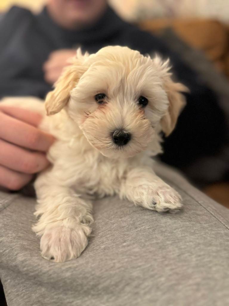 Maltipoo male puppy