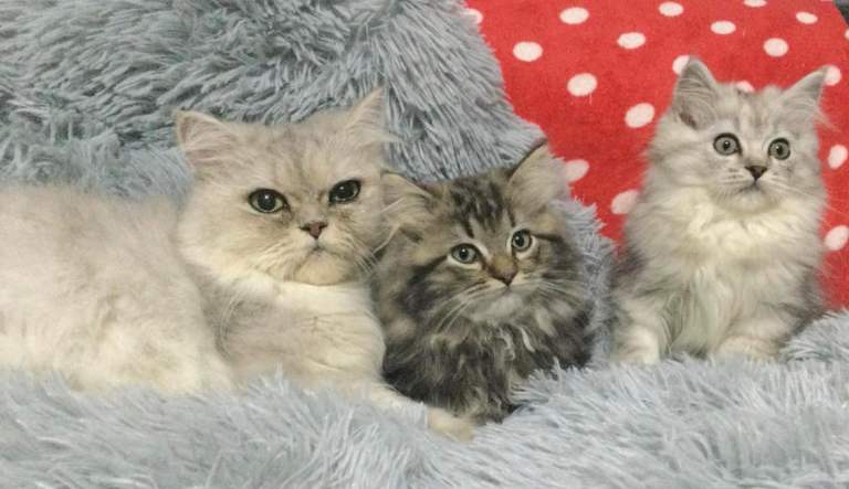 Persian kittens 