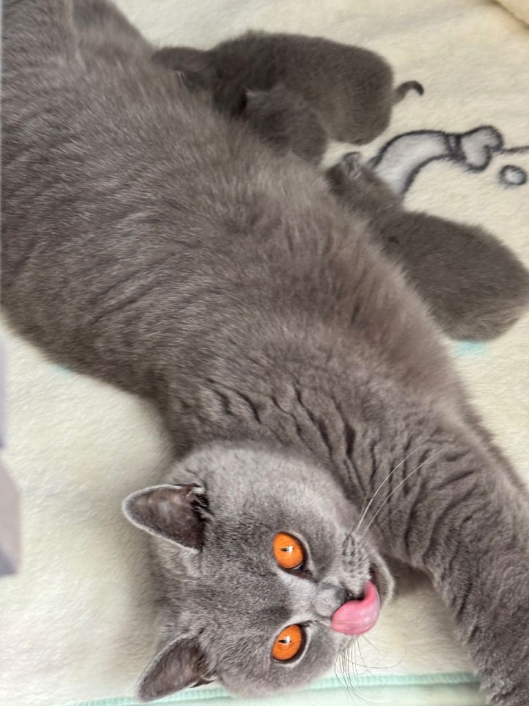 British shorthair kittens