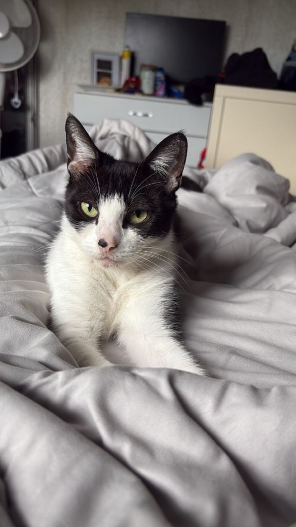 tuxedo kitty 