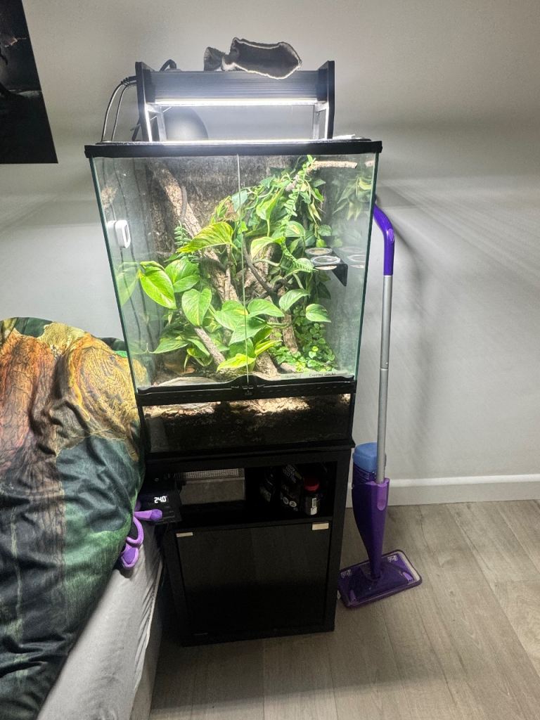 Crested gecko and full setup