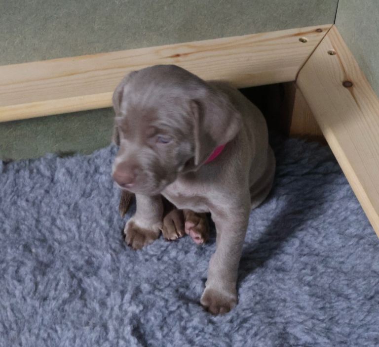 Weimaraner puppies 