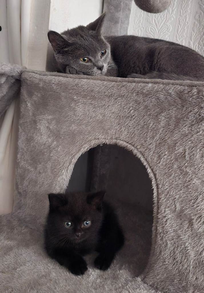   british chocolate-colored kittens are waiting for a loving home.