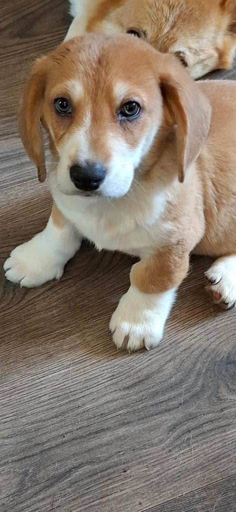 Corgi cross basset hound pups 🐾💙