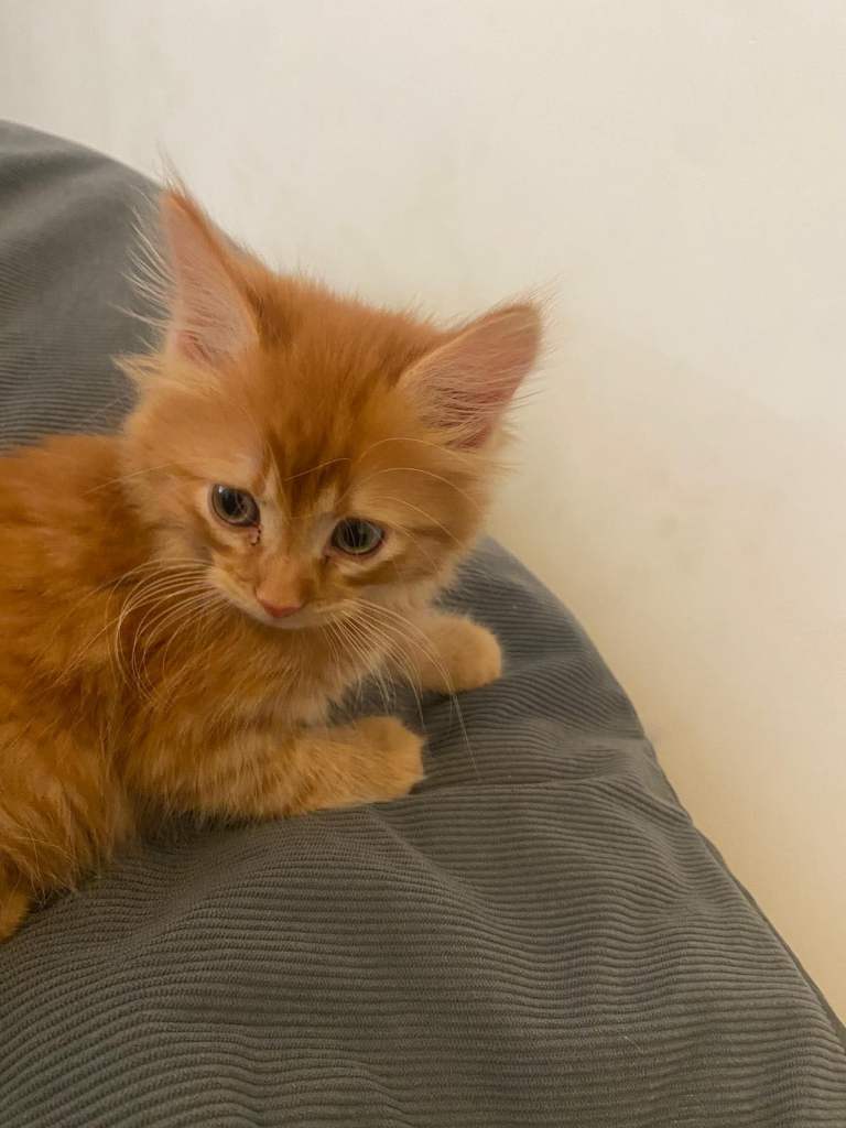 Ginger female kitten