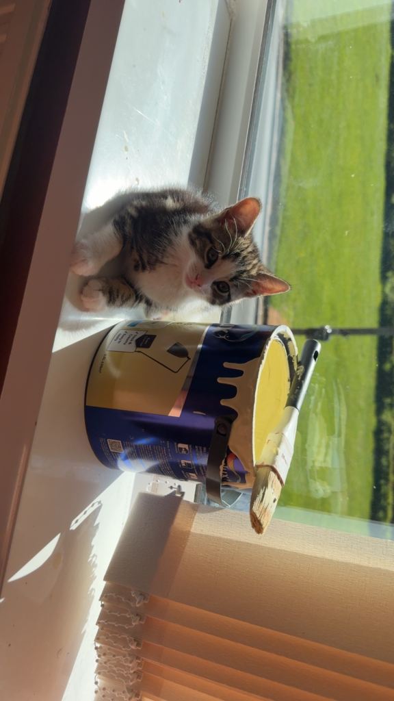 Kitten 
